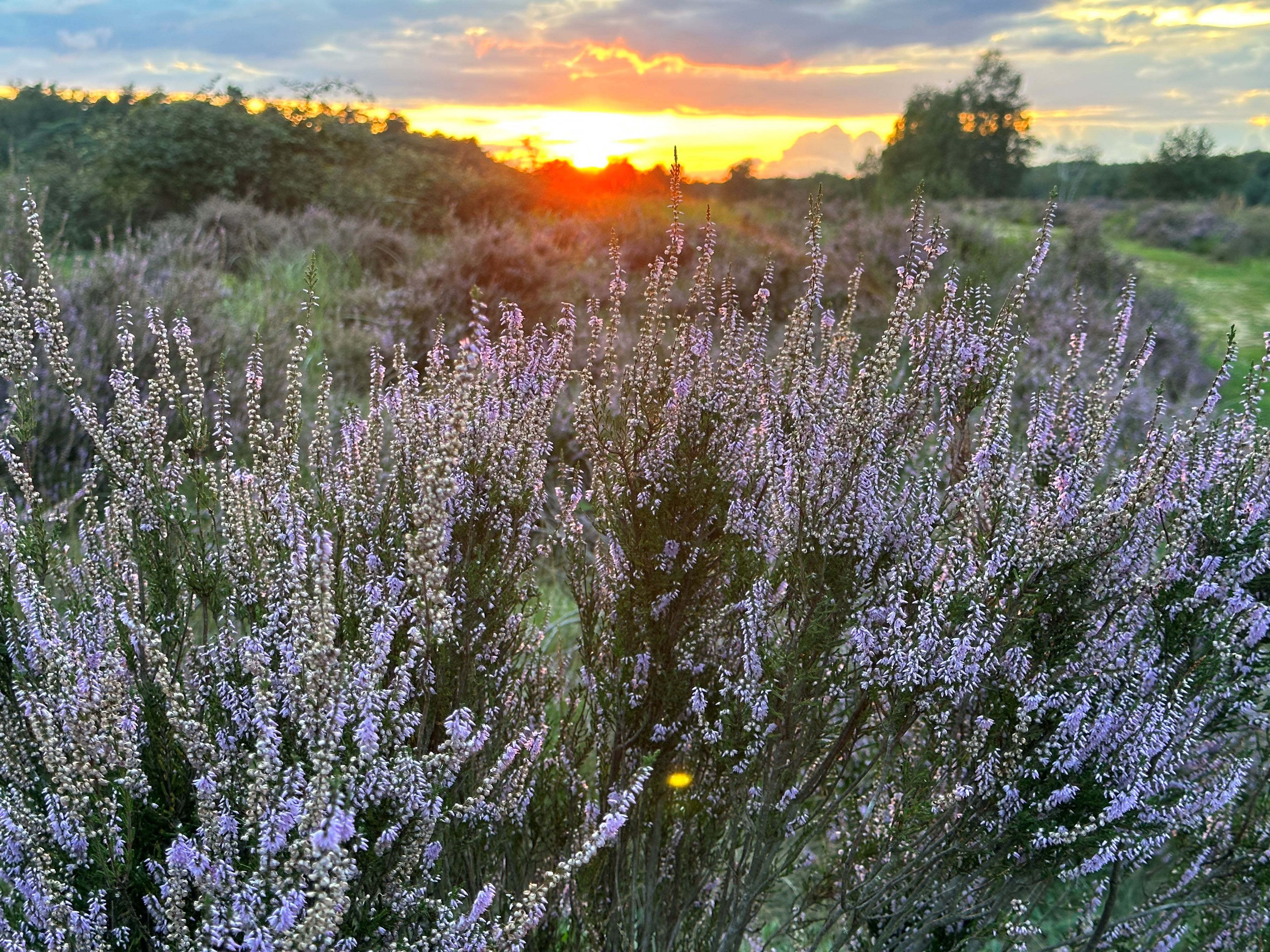 In der Wahner Heide zwischen Troisdorf und Altenrath blüht derzeit die Heide und bei einem schönen Sonnenuntergang mit tollem Himmel sind die Fotos gelungen.