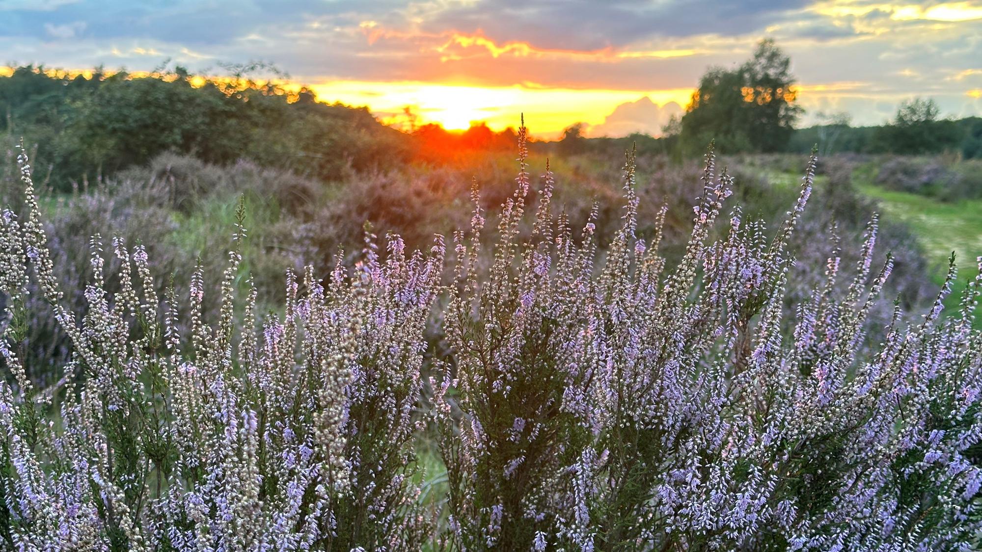 In der Wahner Heide zwischen Troisdorf und Altenrath blüht derzeit die Heide und bei einem schönen Sonnenuntergang mit tollem Himmel sind die Fotos gelungen.