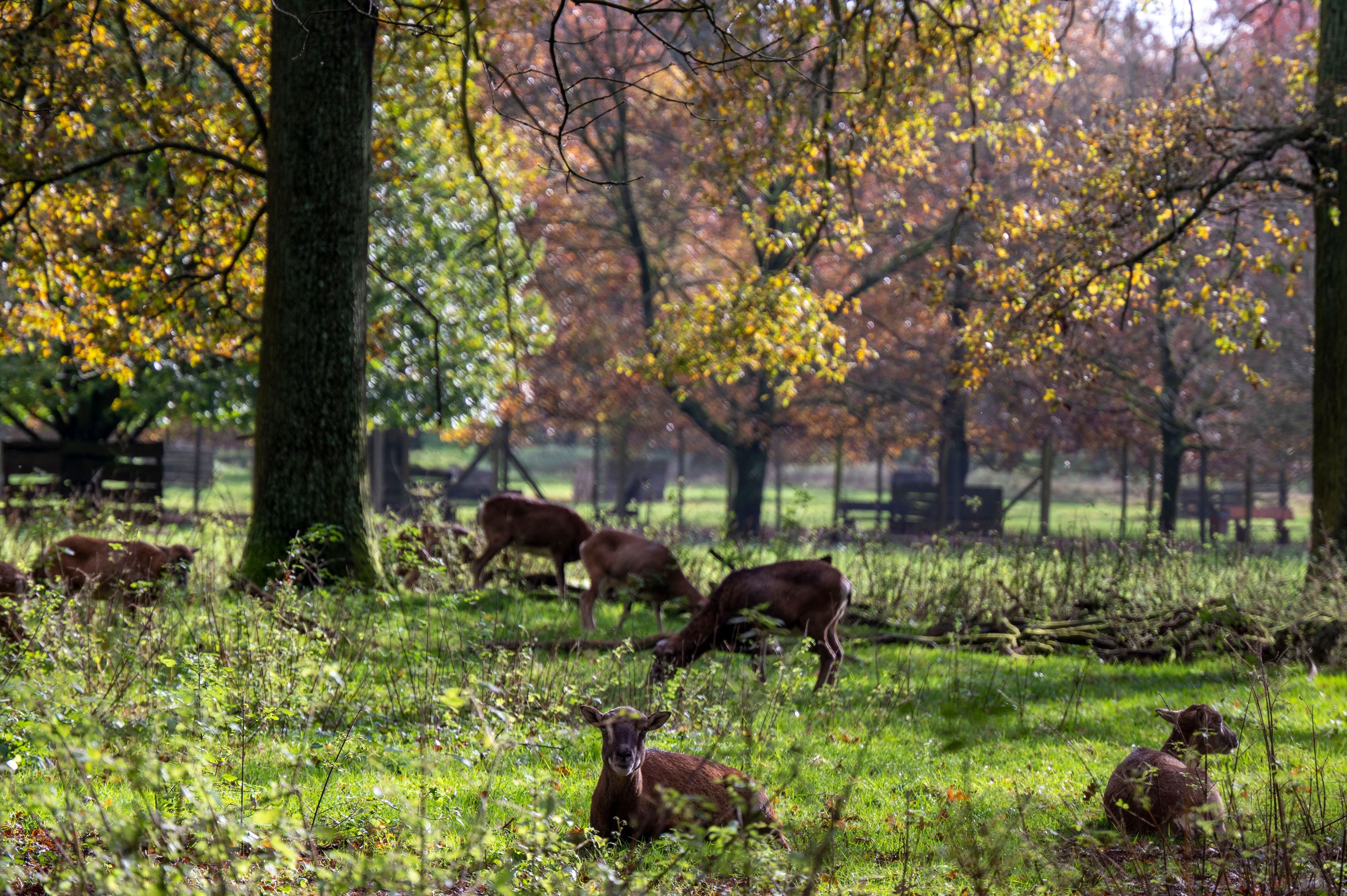 Das Damwild fühlt sich im Wildpark Dünnwald wohl. Der Wildpark Dünnwald ist im Herbst ein beliebtes Ausflugsziel.