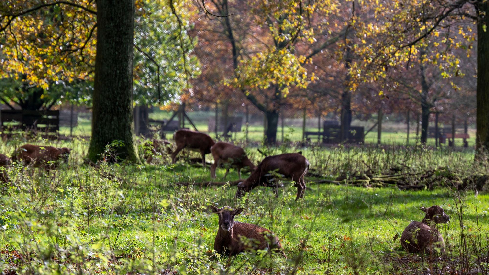 Das Damwild fühlt sich im Wildpark Dünnwald wohl. Der Wildpark Dünnwald ist im Herbst ein beliebtes Ausflugsziel.