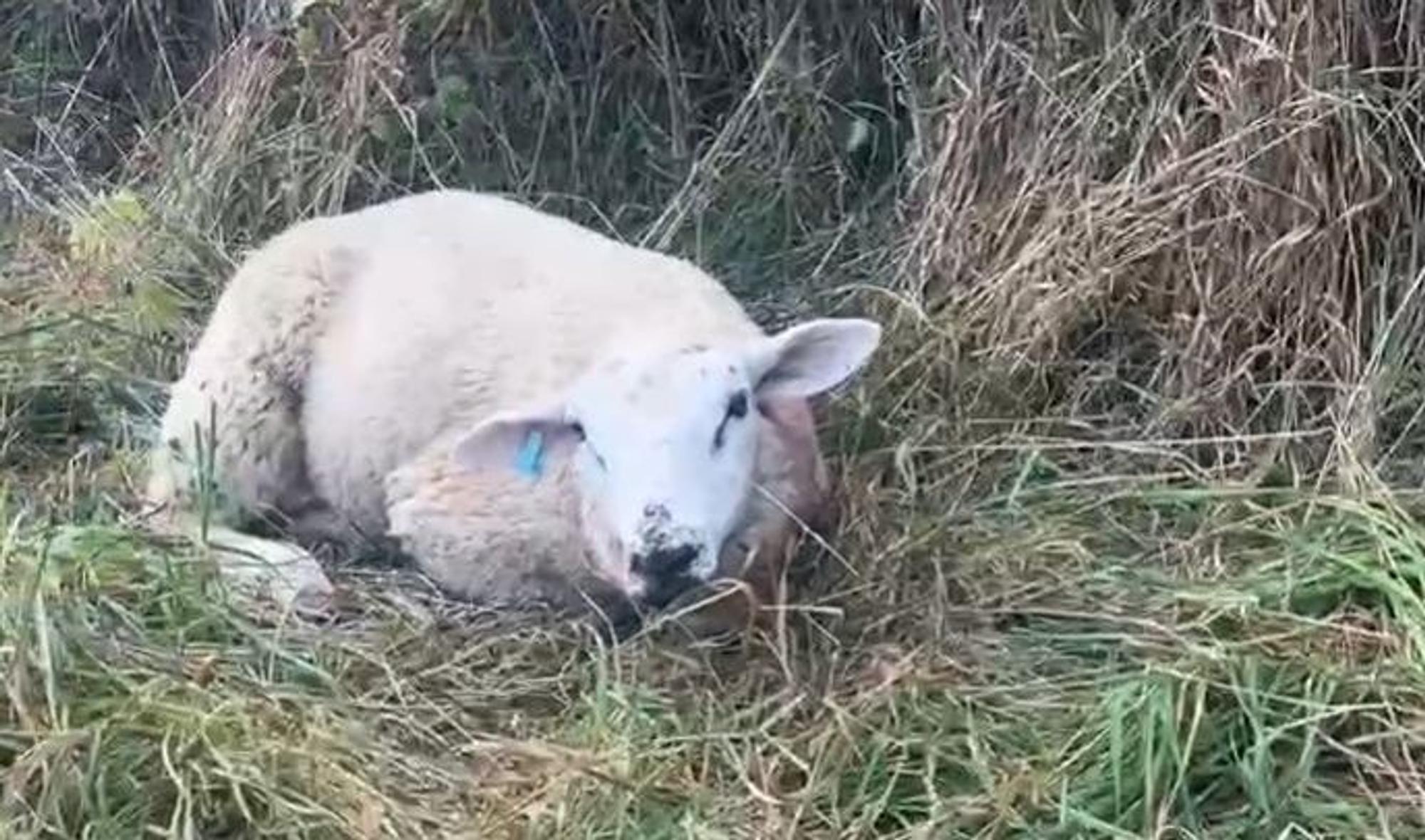 Völlig verängstigt liegt dieses Schaf am Morgen nach dem Raubtierangriff auf der Weide.