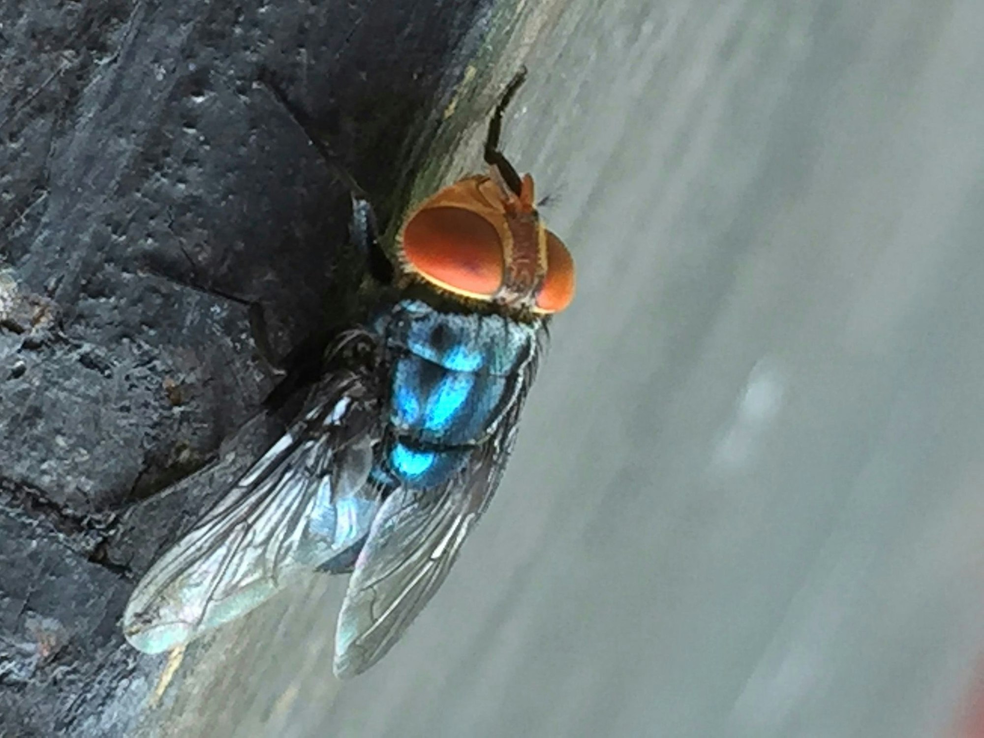 Es gibt gute Möglichkeiten, die Neuwelt-Schraubenwurmfliege gezielt zu bekämpfen.