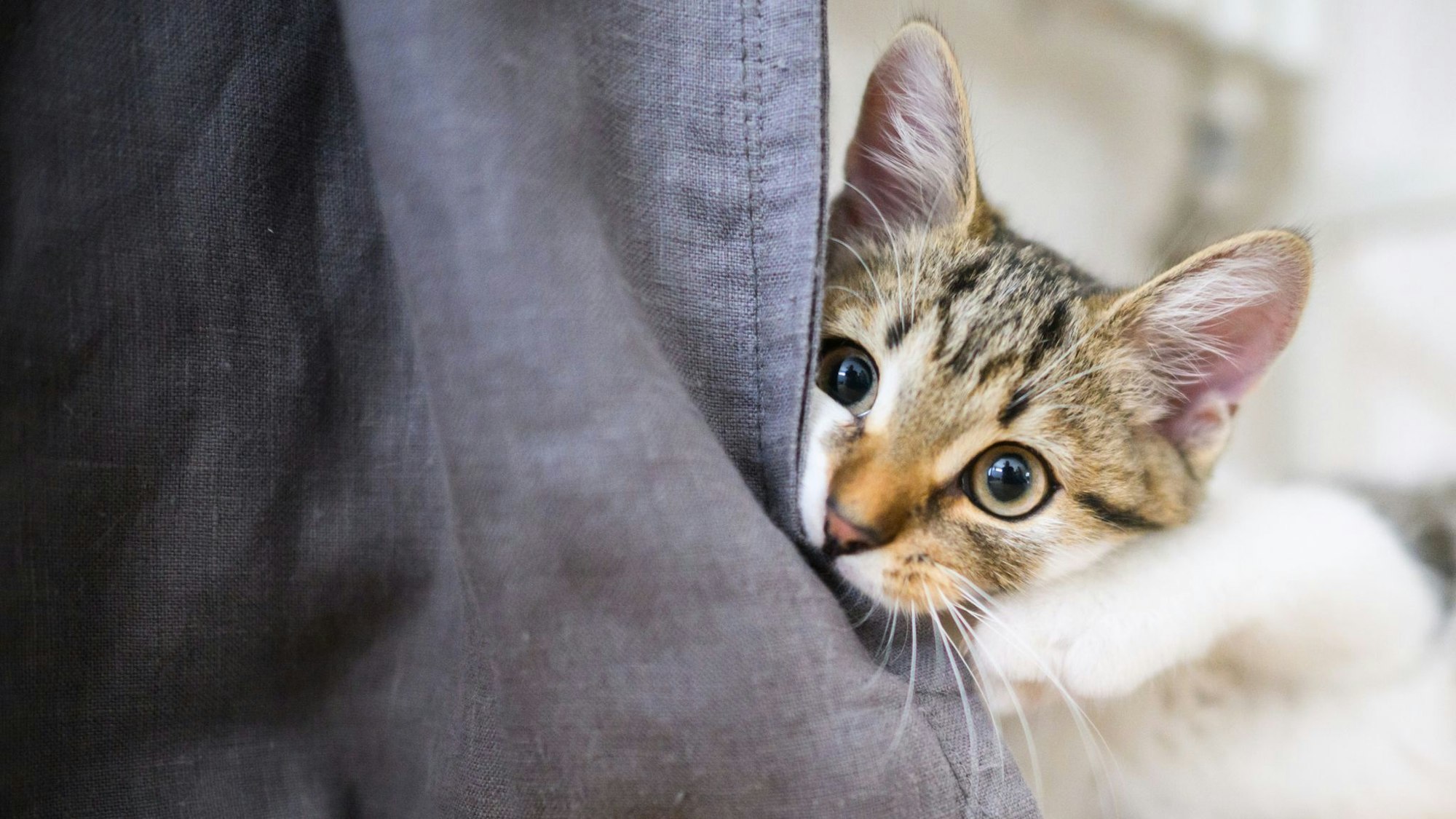 Auf Entdeckungstour: Am besten lässt man der Katze Zeit, ein Zimmer nach dem anderen zu erkunden.