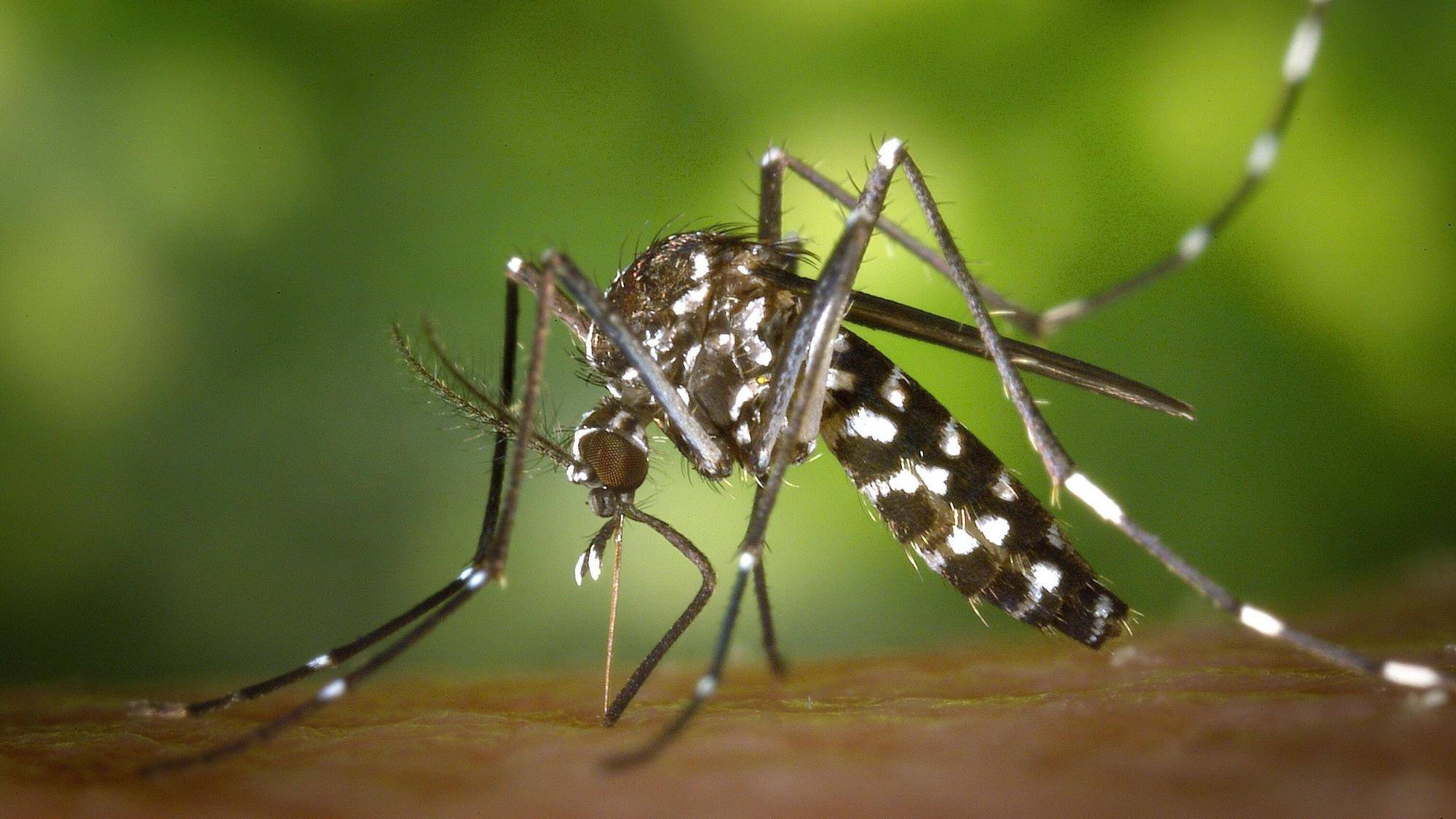 Eine weibliche Asiatische Tigermücke (Aedes albopicts).