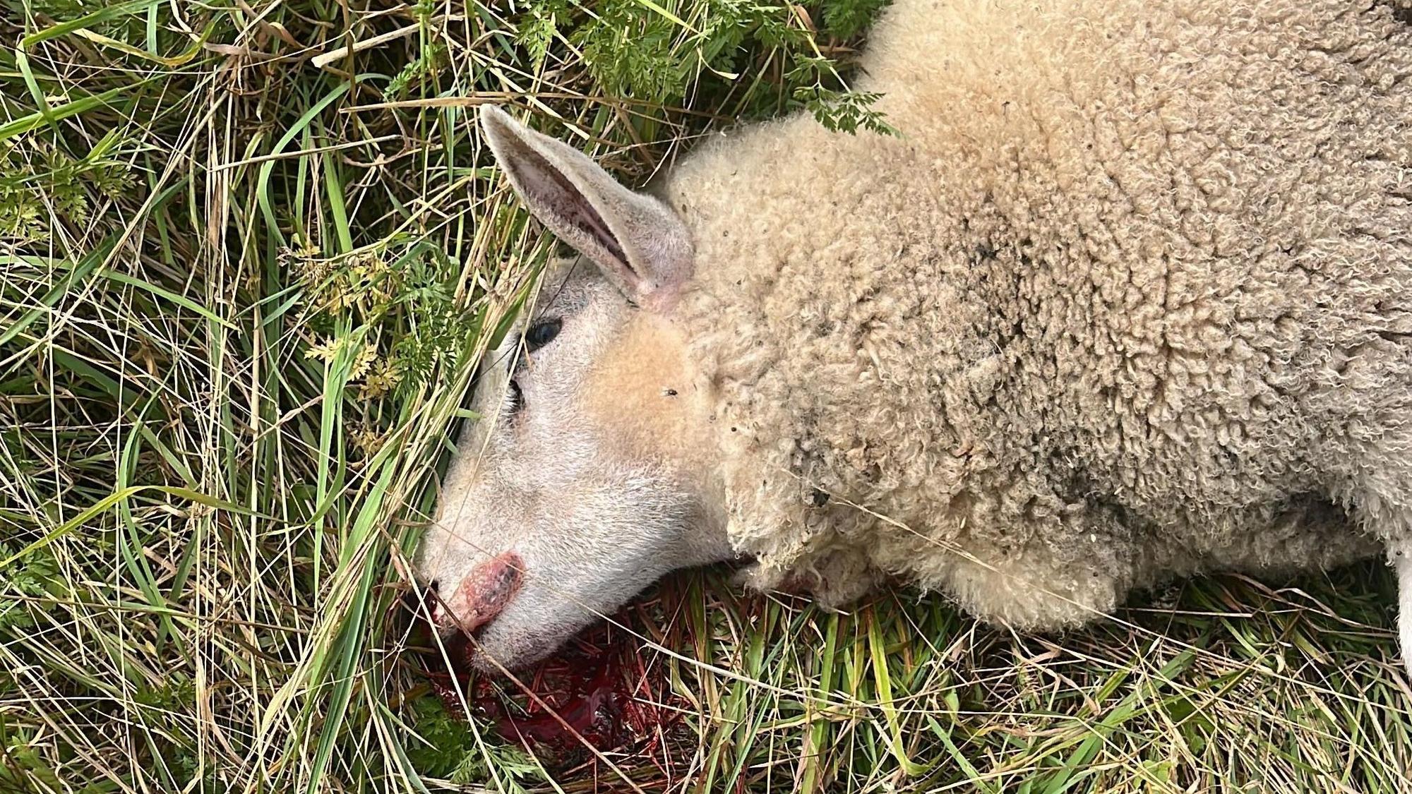 Ein Schaf liegt tot auf einer Weide.