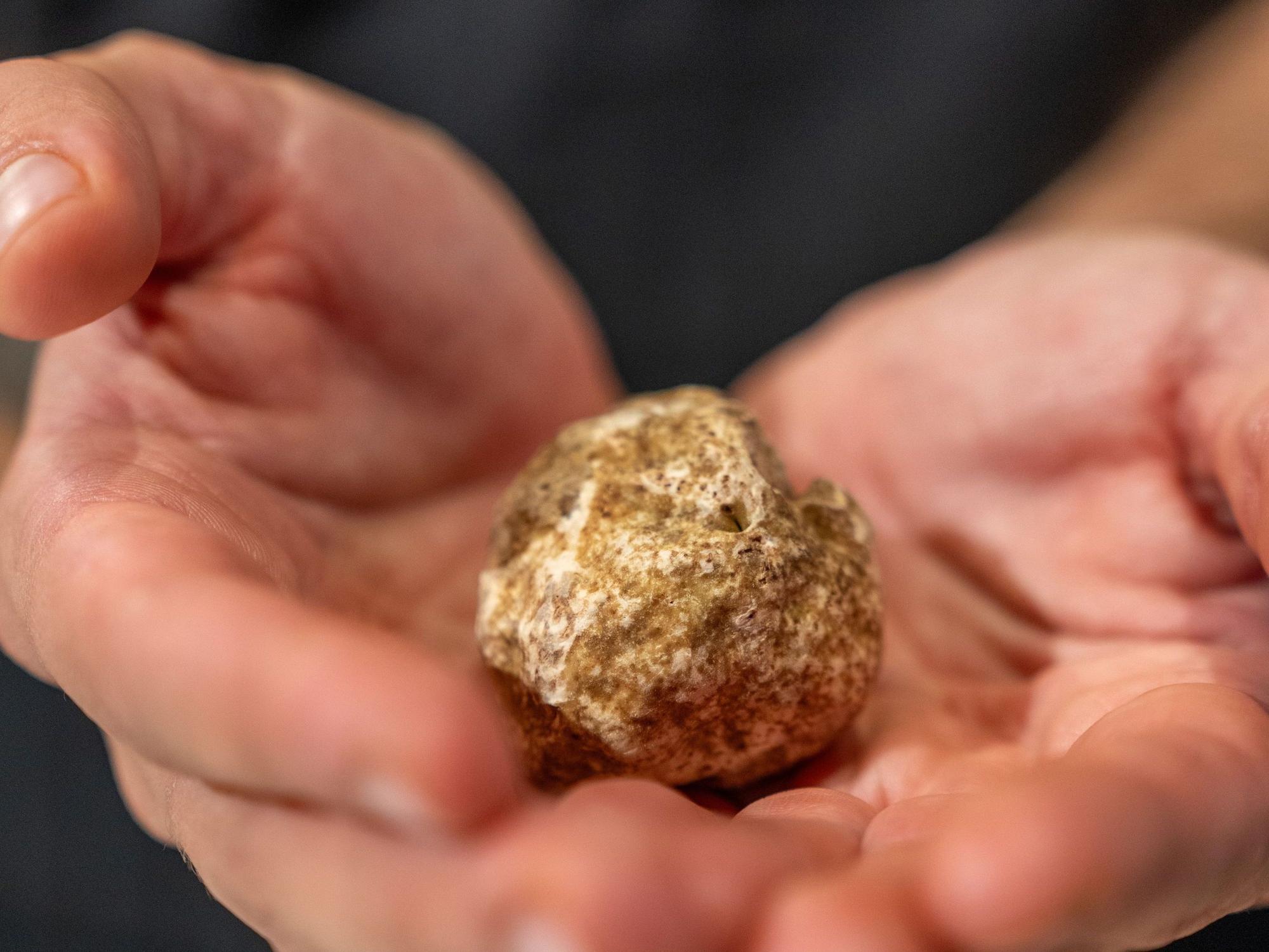 Bei der Messe werden Trüffel für mehrere Tausend Euro pro Kilo versteigert.