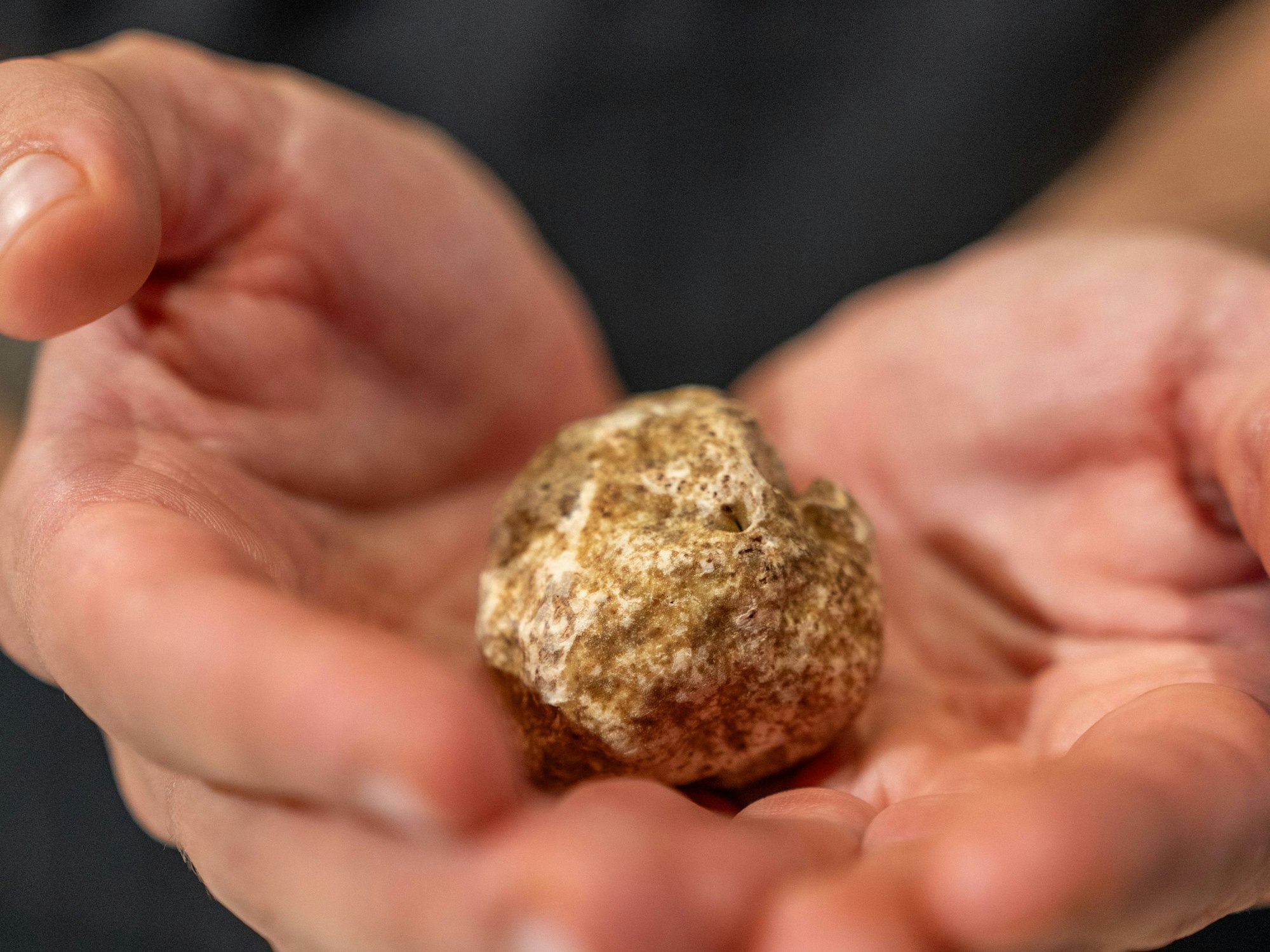Bei der Messe werden Trüffel für mehrere Tausend Euro pro Kilo versteigert.