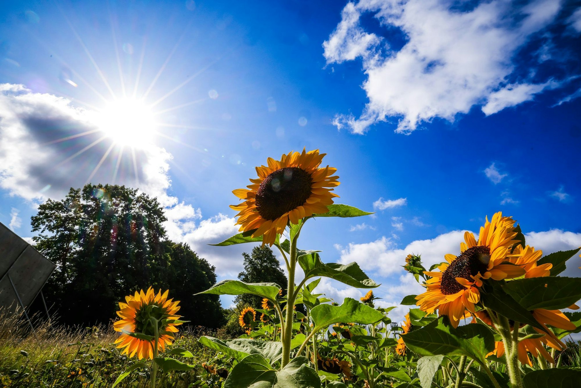 Nach Regen und einzelnen Gewittern strahlt am Wochenende noch einmal die Sonne für die Menschen in NRW - in der Nacht wird es aber teilweise schon sehr kühl. (Archivbild)
