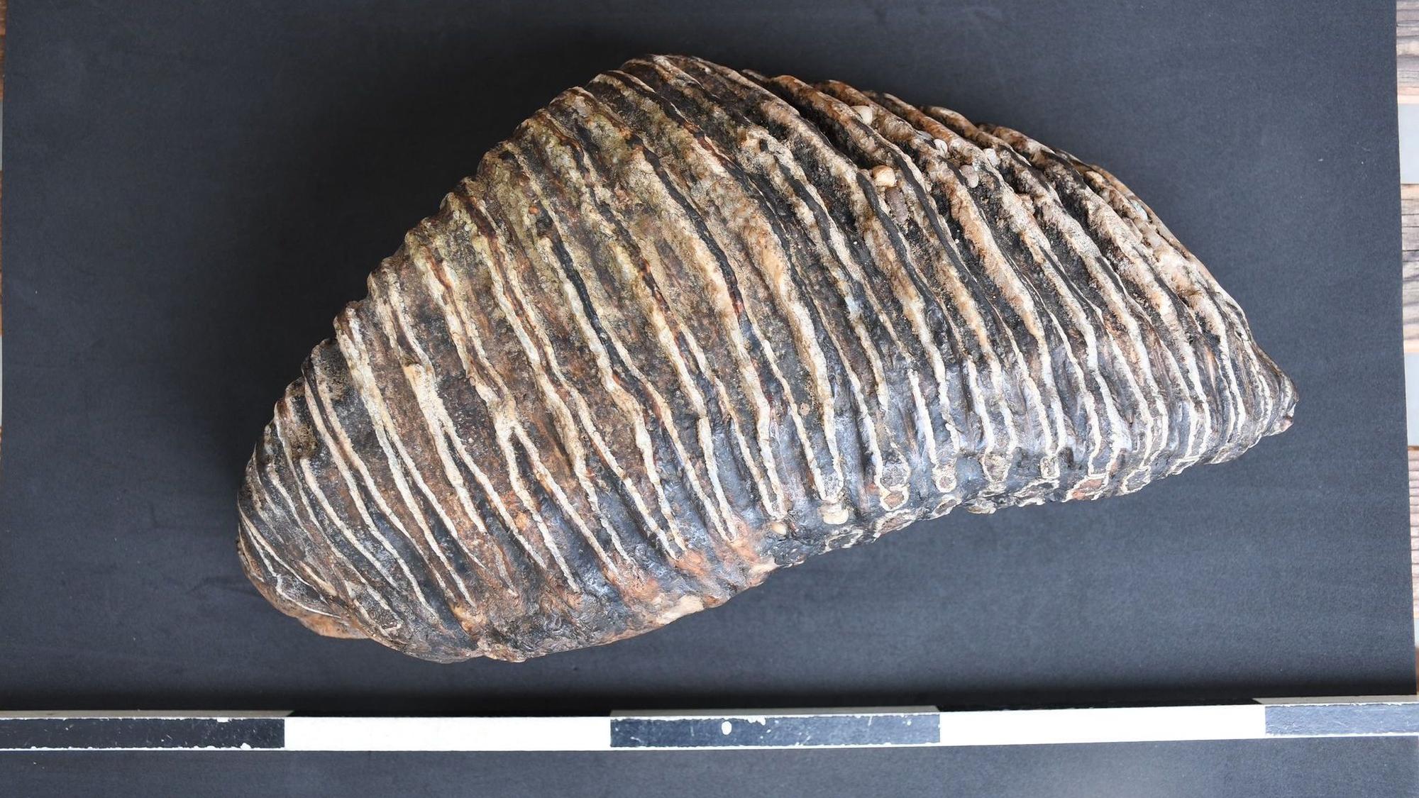 Düsseldorfer findet Backenzahn eines Mammuts am Rheinufer