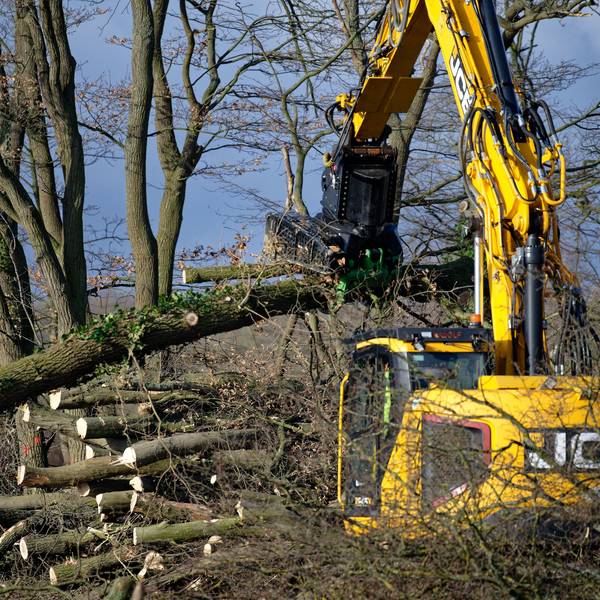 Ein Bagger hebt gefällte Bäume am Rand eines Waldstücks auf einen Stapel.