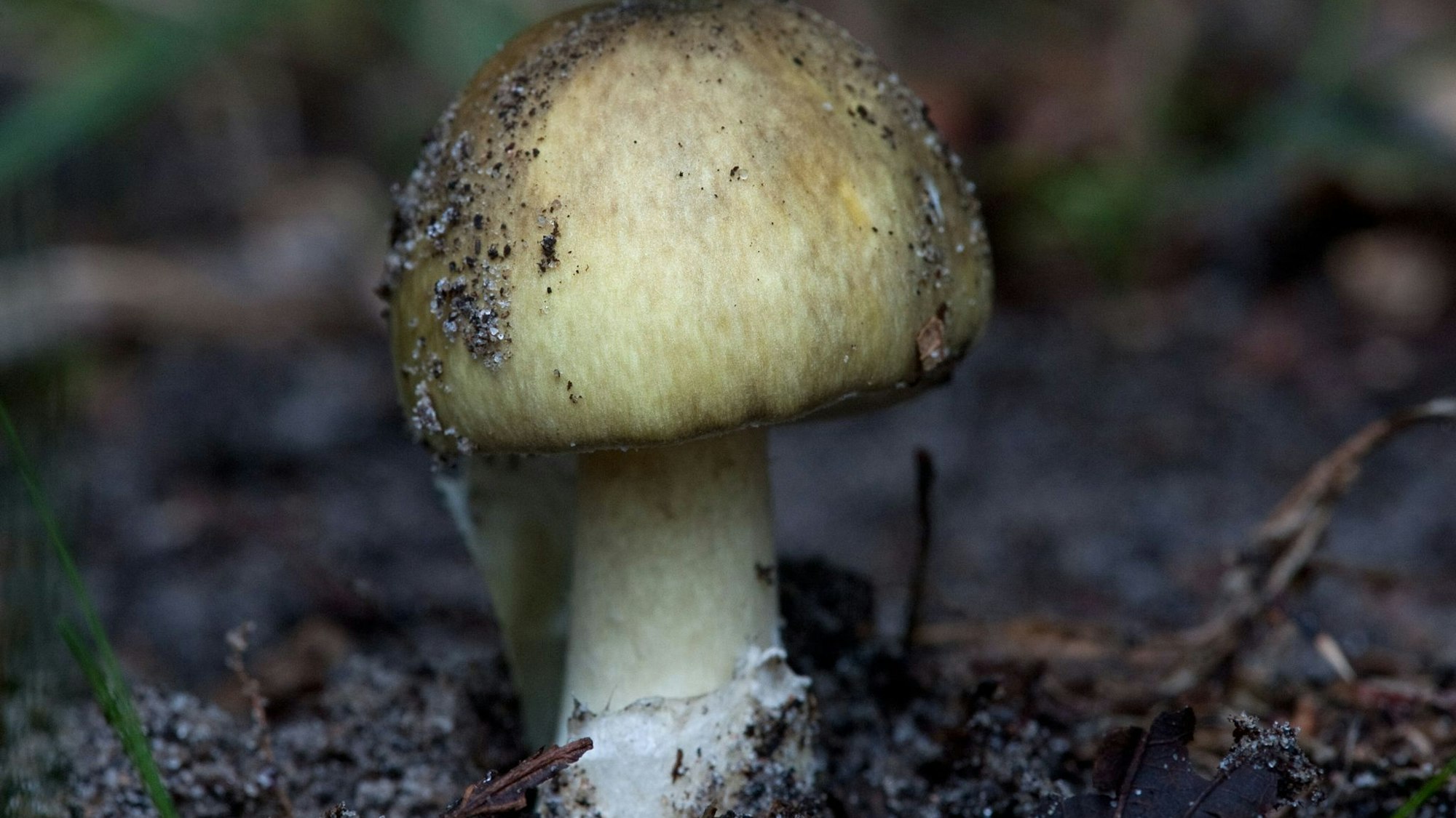 Er sieht manchem Speisepilz ähnlich, ist aber giftig: der Grüne Knollenblätterpilz.