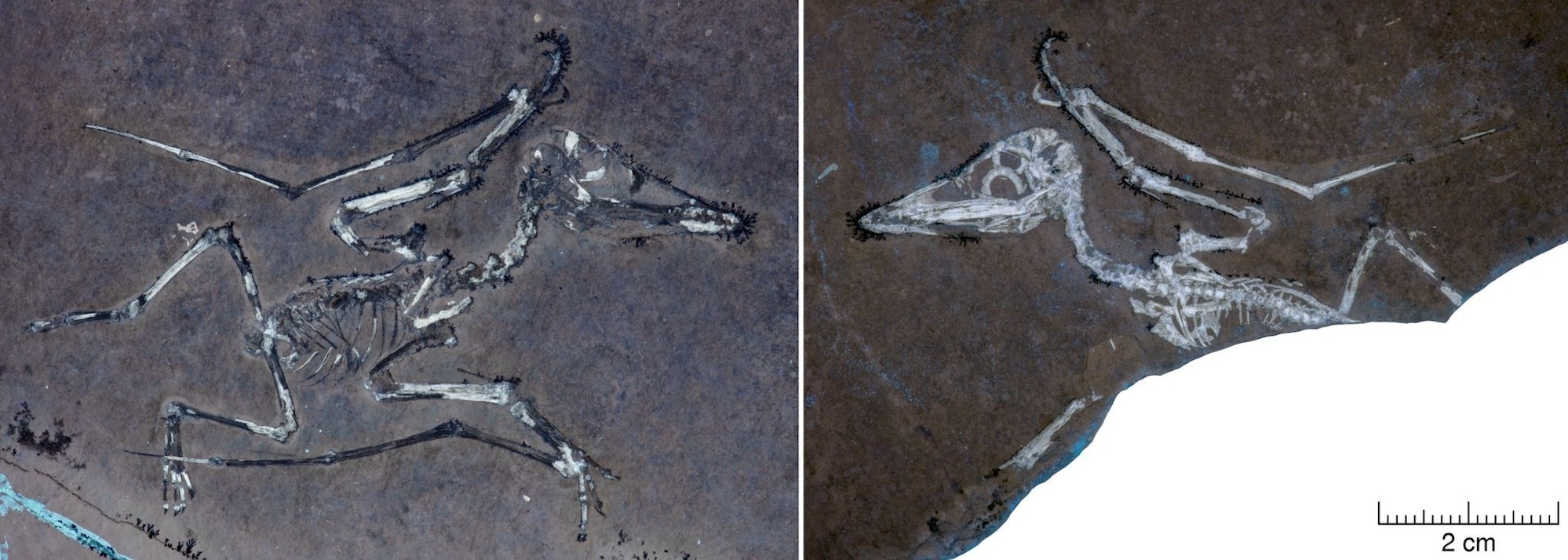 UV-Licht auf den Knochen macht deutlich, dass Pterodactylus-Schlüpfling Lucky einen gebrochenen Flügel hat.