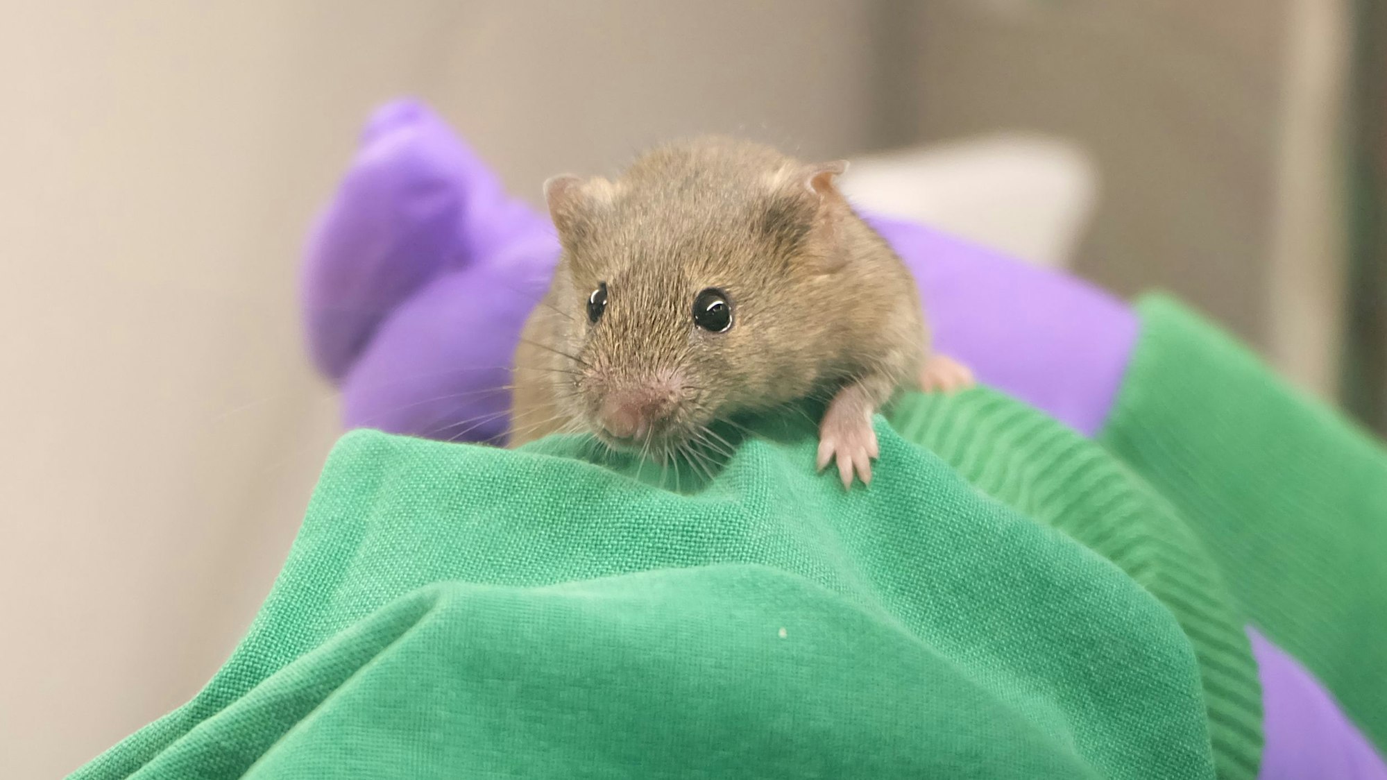 Über Jahre wurden die Labormäuse für das Experiment untersucht.