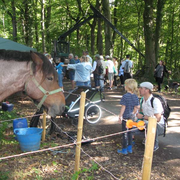 Kaltblüter-Pferd steht im Wald.