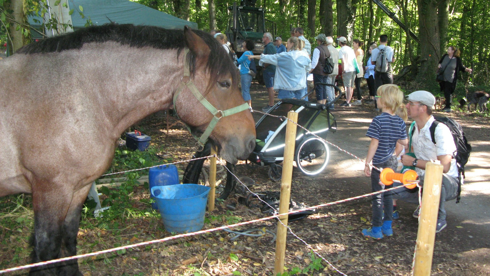 Kaltblüter-Pferd steht im Wald.