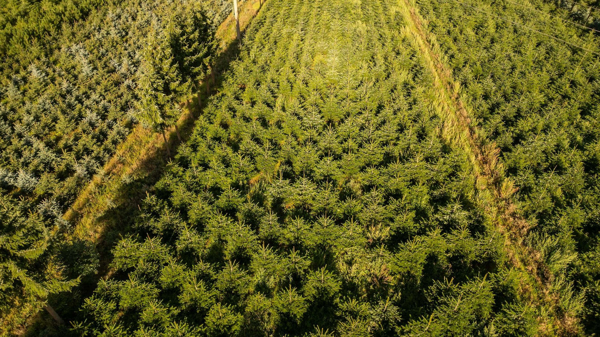 Nordmanntannen wachsen in einer Plantage in Sachsen zu Weihnachtsbäumen heran.
