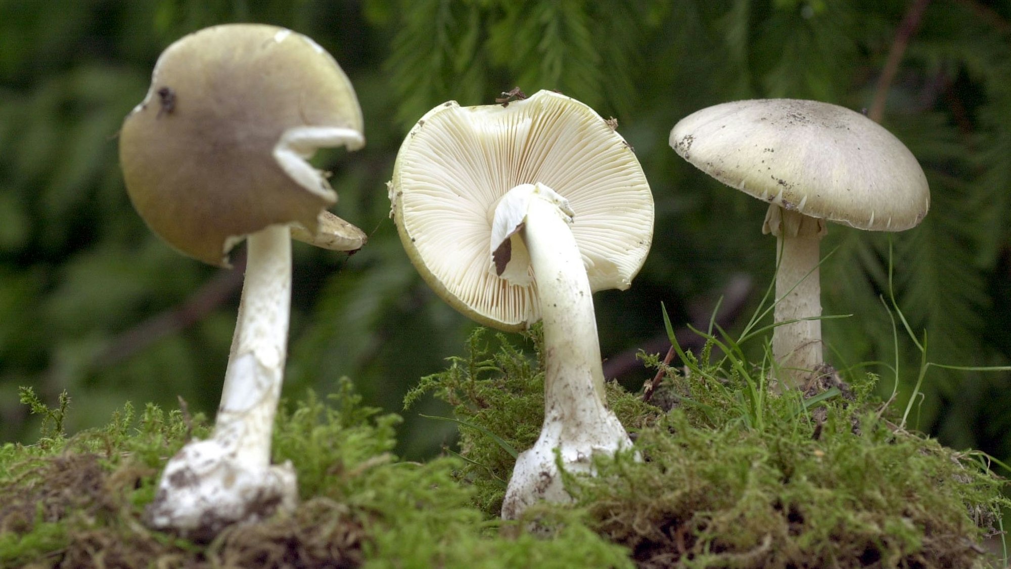 Grüne Knollenblätterpilze sind extrem giftig - und ähneln harmlosen Champignons. (Archivbild)