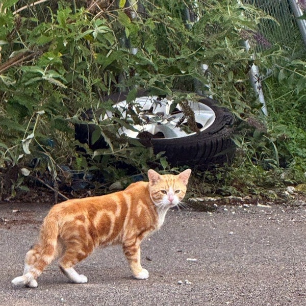 Der Kater ist einer von mehr als 100 verwilderten Katzen des Großmarkts in Raderberg, der bereits umgesiedelt werden konnte.