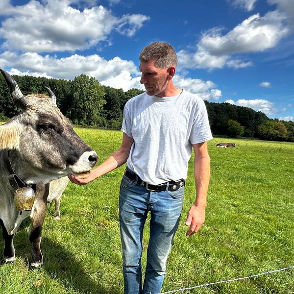 Ein Mann streichelt eine braune Kuh unter dem Kinn.