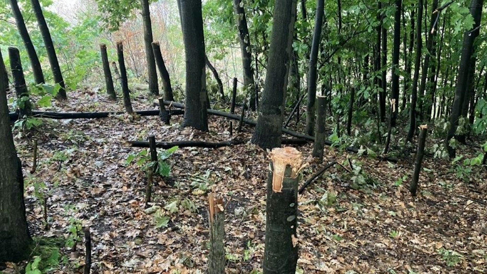 Auf dem Bild sind abgehackte und beschädigte Bäume zu sehen.