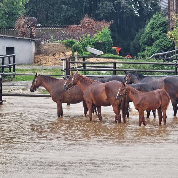 Zu sehen sind Pferde, die auf einer Weide im Wasser stehen.