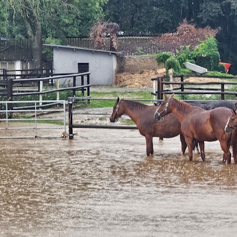 Zu sehen sind Pferde, die auf einer Weide im Wasser stehen.