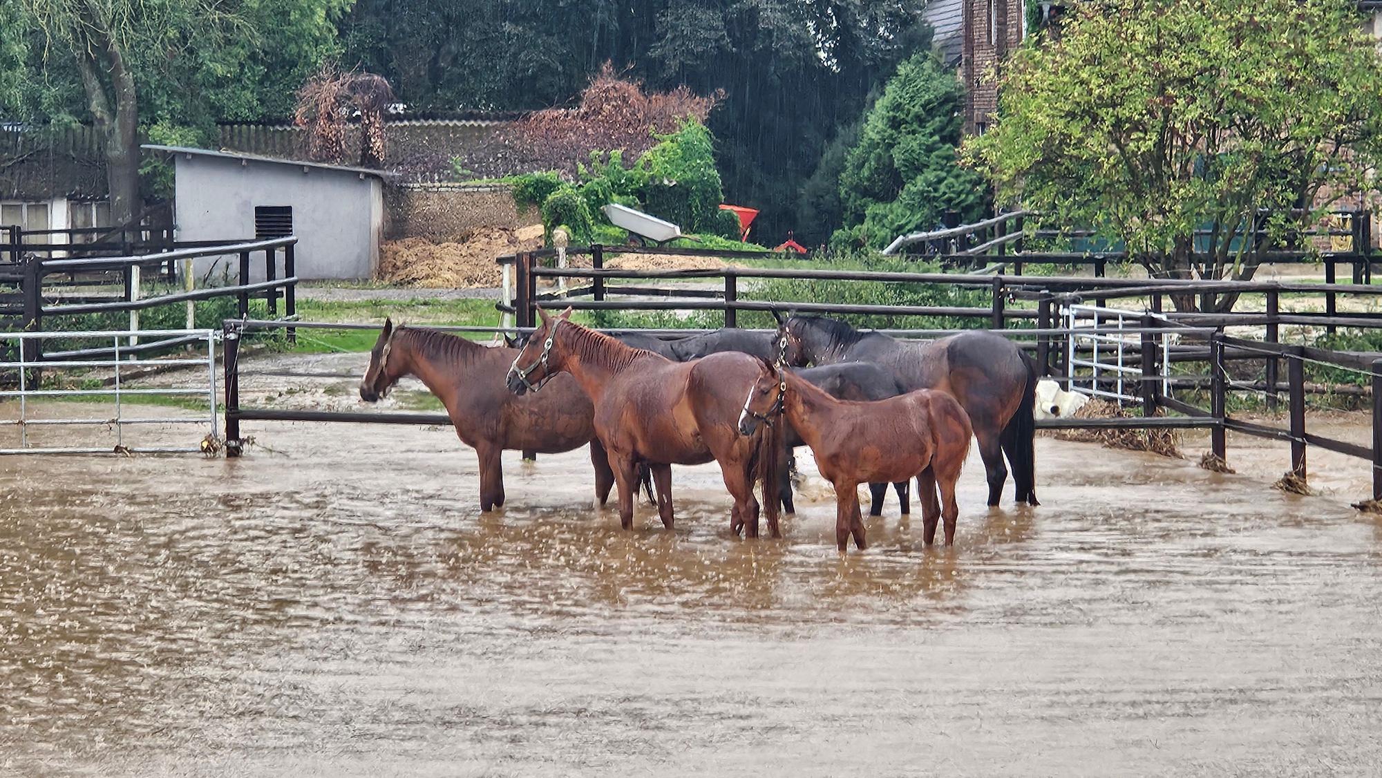 Zu sehen sind Pferde, die auf einer Wiese im Wasser stehen.