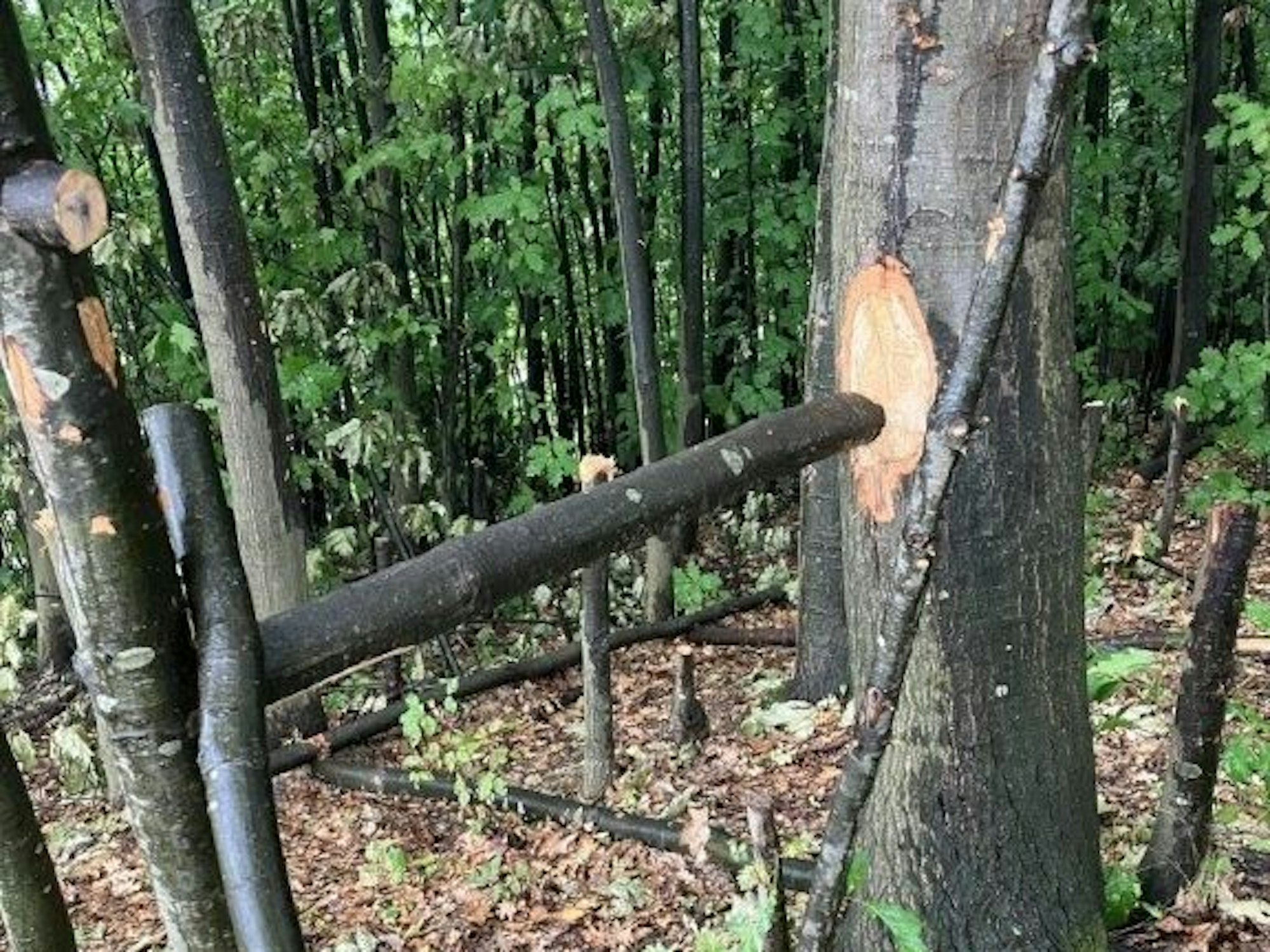 Auf dem Bild sind abgesägte Äste und beschädigte Stämme zu sehen.