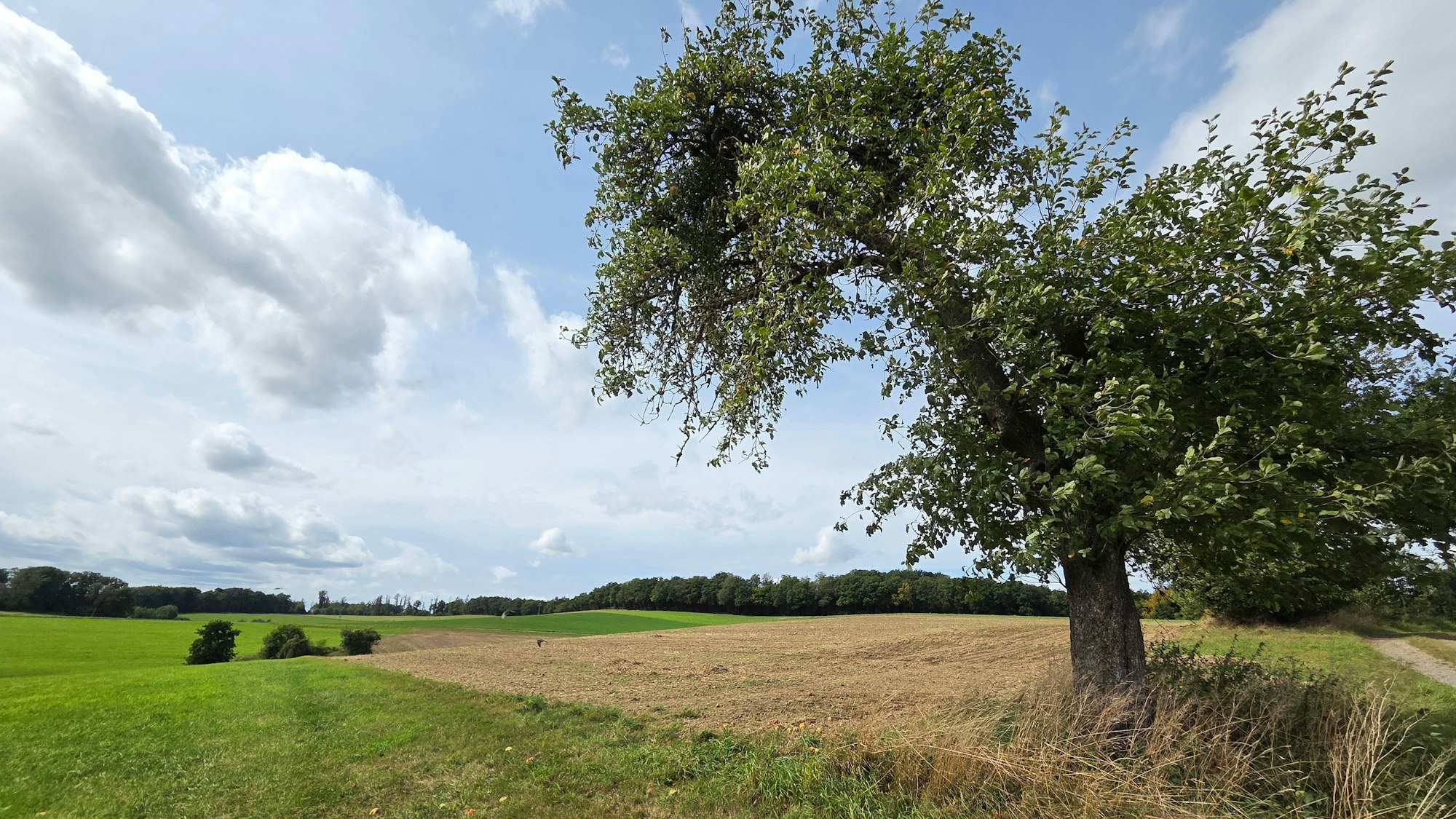 Auf diesen Wiesen und Feldern zwischen den Ortschaften Puhl und Hahn in Waldbröl soll ein Husky die Chihuahua-Hündin Funny angegriffen und dem kleinen Vierbeiner am Ende tödliche Verletzungen beigebracht haben.