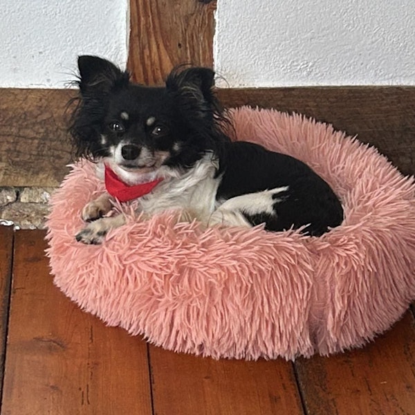 Die kleine Chihuahua-Hündin Funny aus Waldbröl, eine treue Begleiterin der ganzen Familie Sauerland, ist nach einer Attacke durch einen Husky gestorben. Jetzt ermittelt die Polizei.