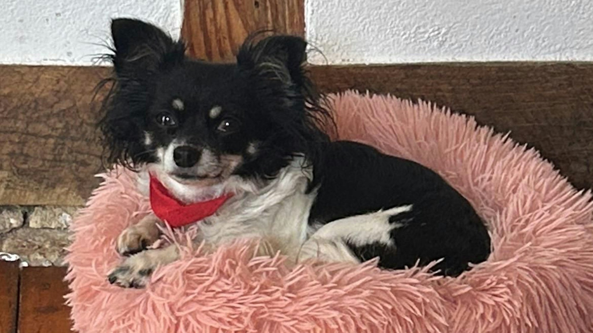 Die kleine Chihuahua-Hündin Funny aus Waldbröl.