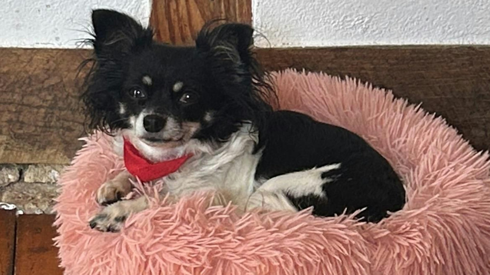 Die kleine Chihuahua-Hündin Funny aus Waldbröl, eine treue Begleiterin der ganzen Familie Sauerland, ist nach einer Attacke durch einen Husky gestorben. Jetzt ermittelt die Polizei.