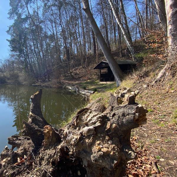 Zu sehen ist ein Teich, umgeben von Wald.