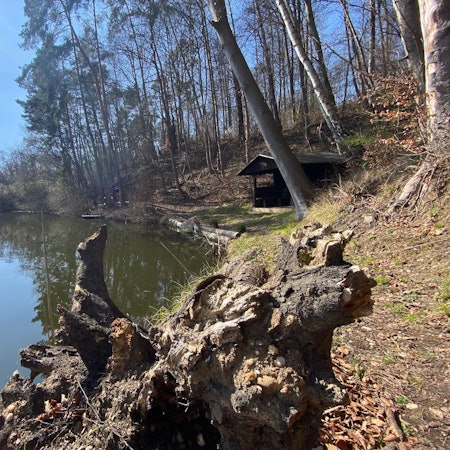 Zu sehen ist ein Teich, umgeben von Wald.