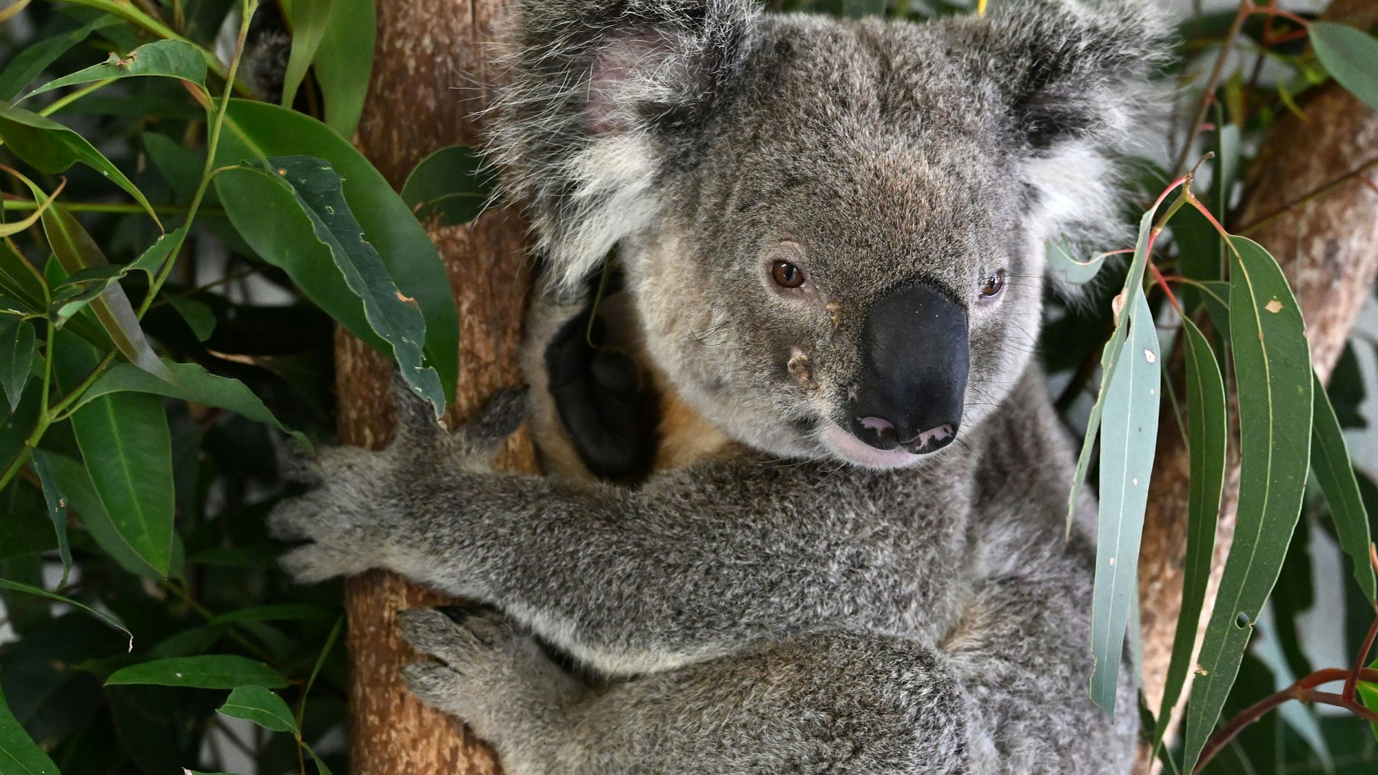 Brisbane: Ein Koala wird in der Endeavour Veterinary Ecology in Toorbul, nördlich von Brisbane, behandelt.