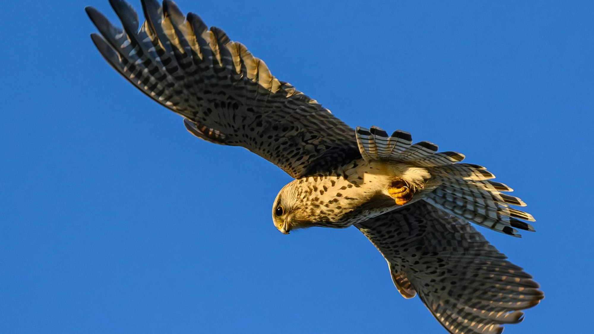 Nach dem Abschuss eines Turmfalken mit einem Luftgewehr in Swisttal bei Bonn haben Naturschützer Anzeige erstattet. (Archivbild)