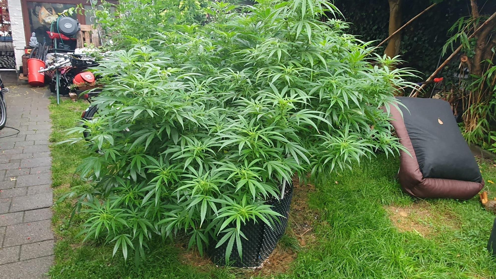 Cannabis-Plantage Eifgenweg