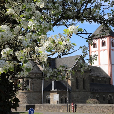Ein alter romanischer Kirchturm mit rot-weißem Mauerwerk, ein Kirchenschiff in braunem Bruchstein, davor ein blühender Obstbaum.