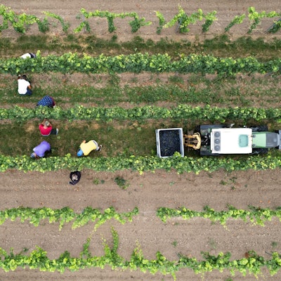 Erntehelfer bei der Lese der Sorte Spätburgunder in einem Weinberg.