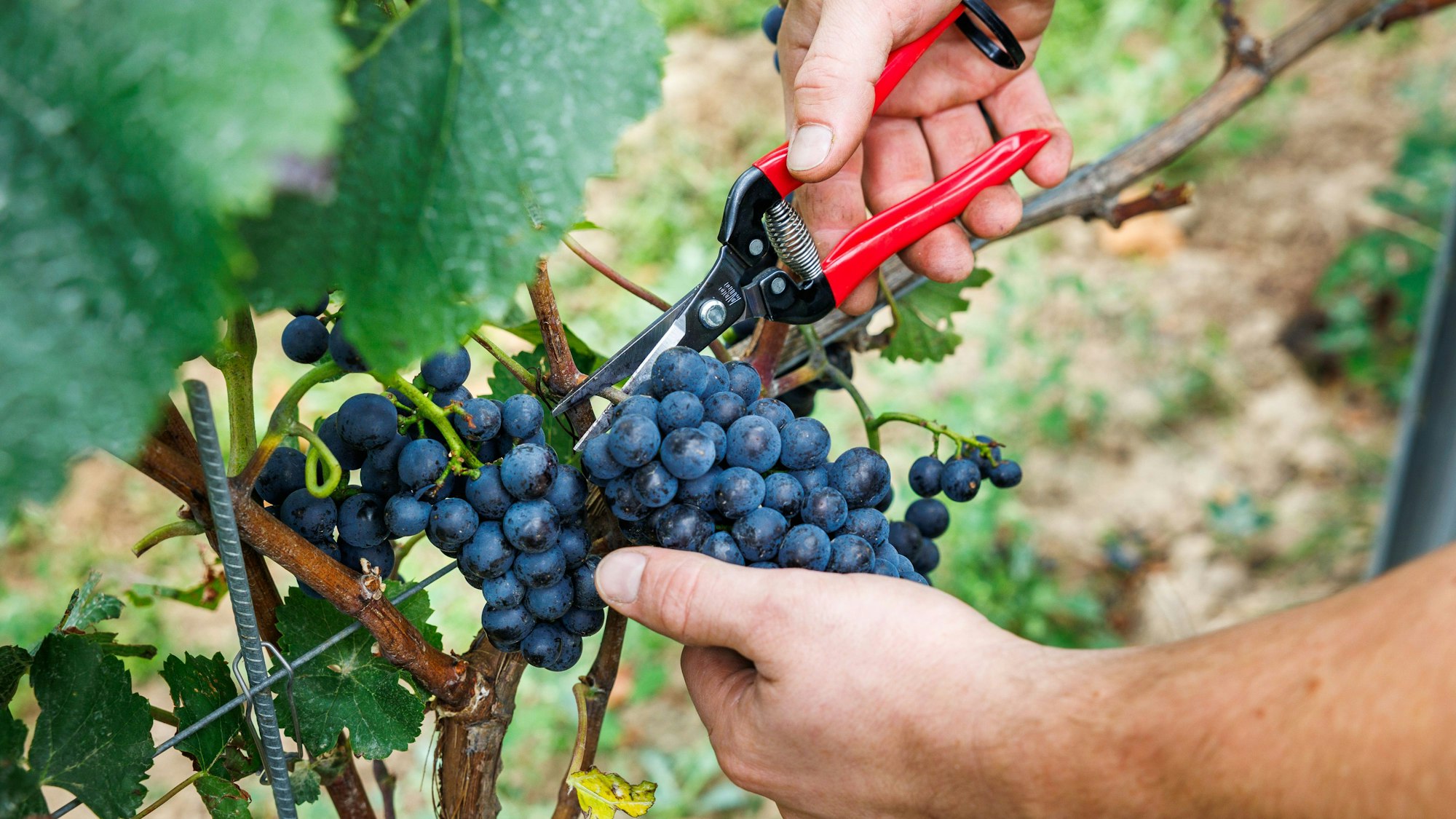 Ein Mitarbeiter erntet Trauben der Sorte Spätburgunder, aus der ein Blanc de Noir entstehen soll.