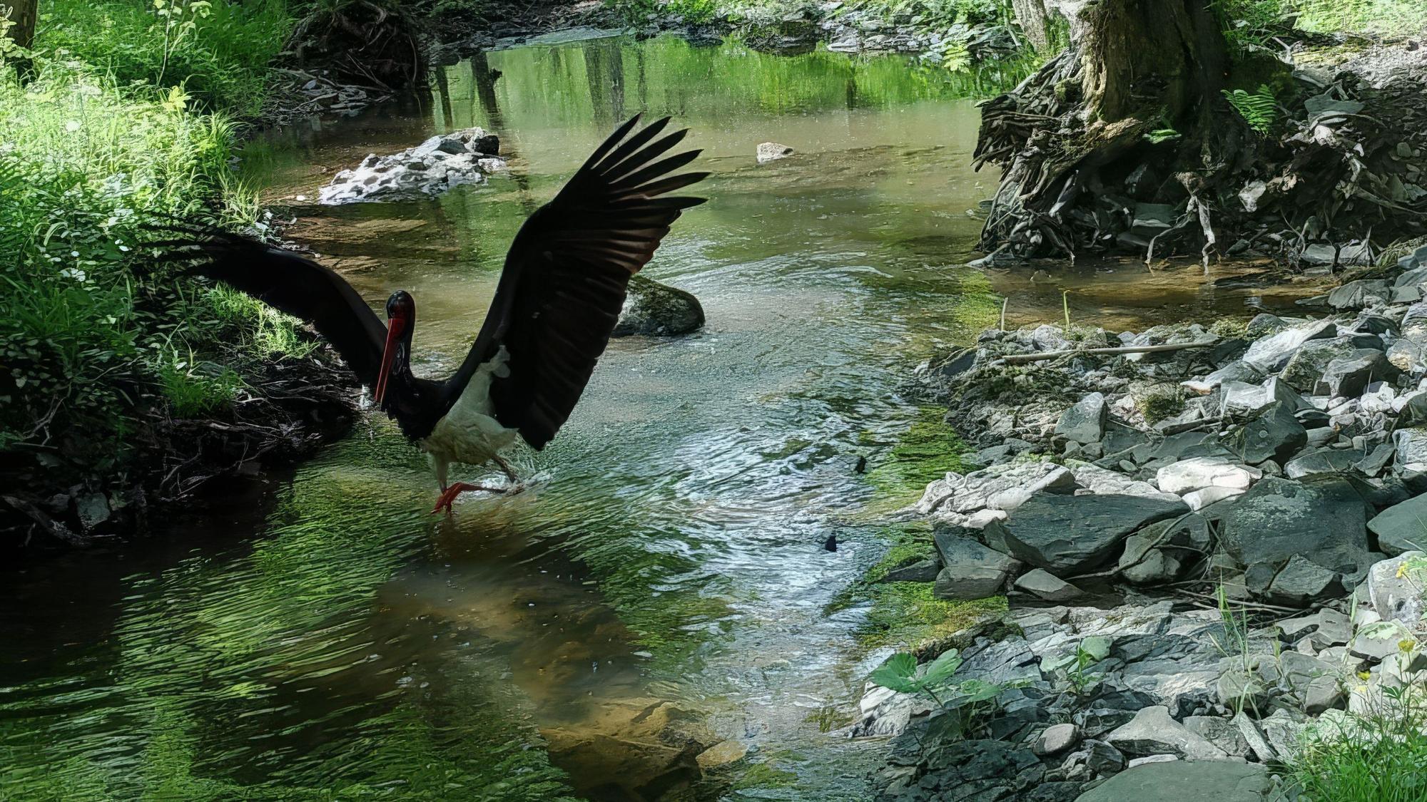 Das Bild zeigt einen Schwarzstorch auf einer Fläche der EifelStiftung an einem Mittelgebirgsbach in der Eifel.