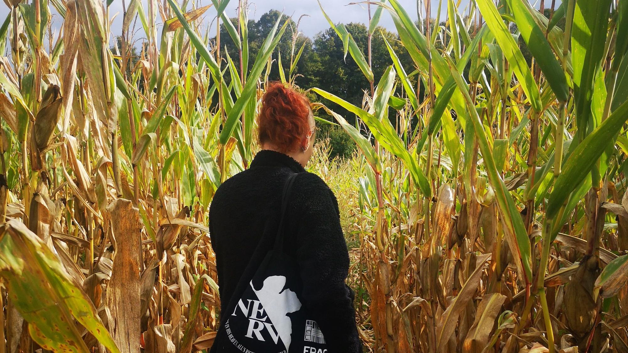 Auf dem Krewelshof in Lohmar kann man im Spätsommer und frühen Herbst durchs Maislabyrinth schlendern. (Archivbild)