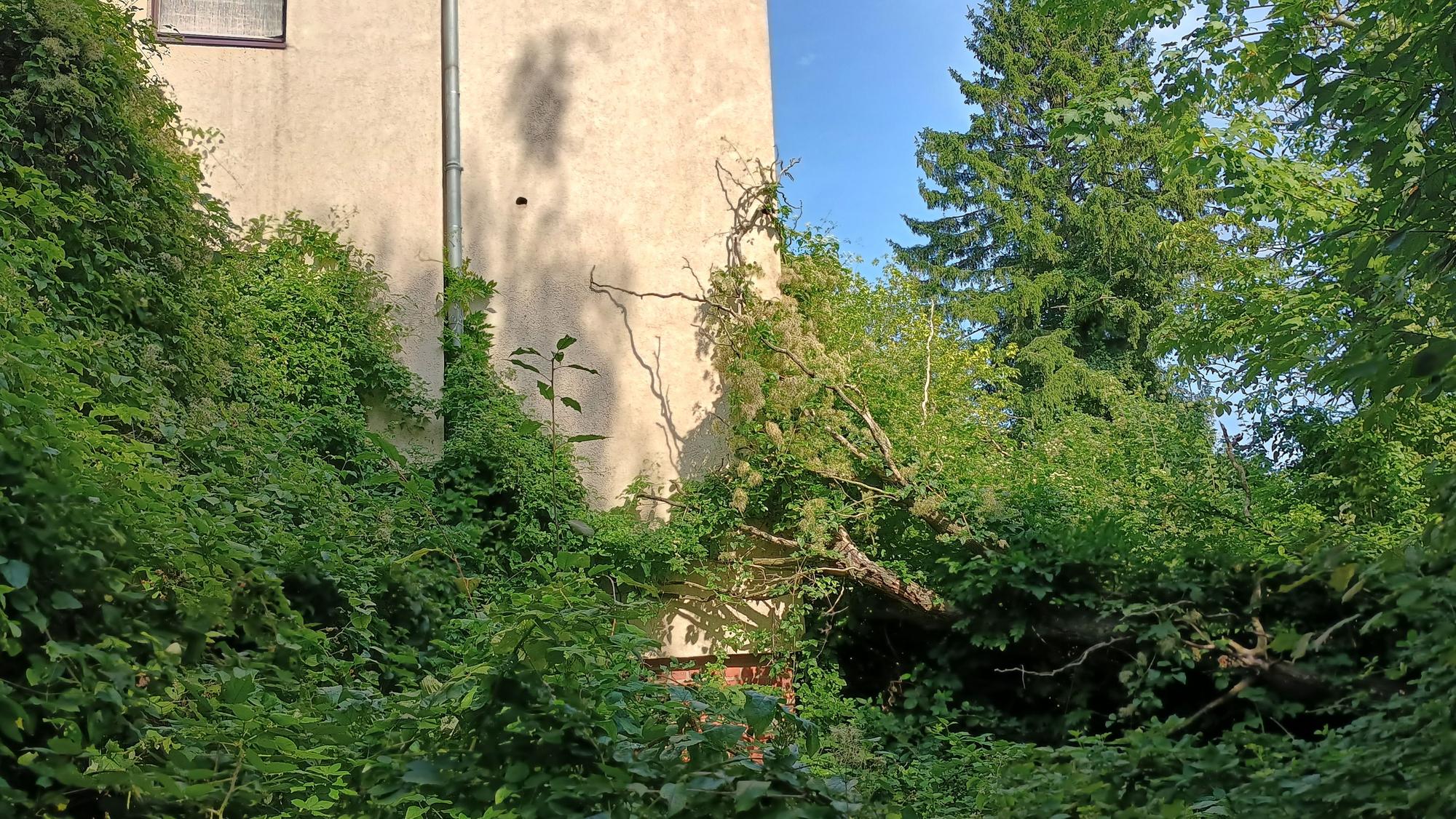 Das Bild zeigt das Grün, das sich allmählich an der Häuserwand hochschlingt.