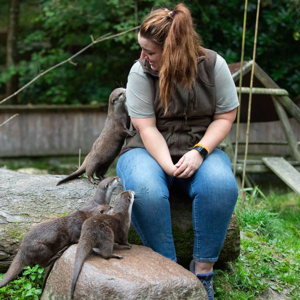 Die Tierpflegerin sitzt im Gehege der Otter, während die vier Otter an ihr schnuppern.