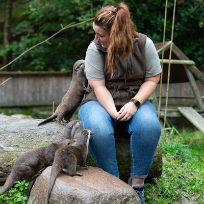 Die Tierpflegerin sitzt im Gehege der Otter, während die vier Otter an ihr schnuppern.
