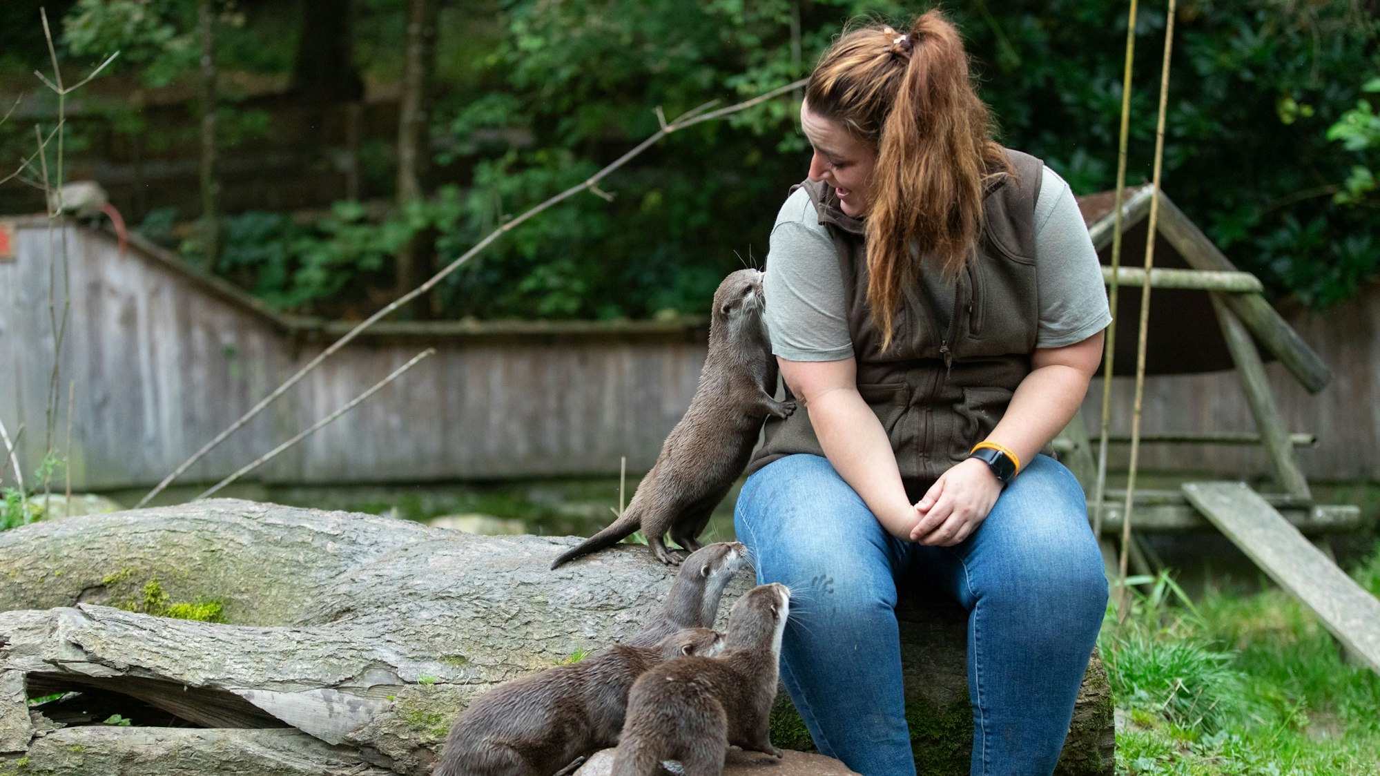 Die Tierpflegerin sitzt im Gehege der Otter, während die vier Otter an ihr schnuppern.