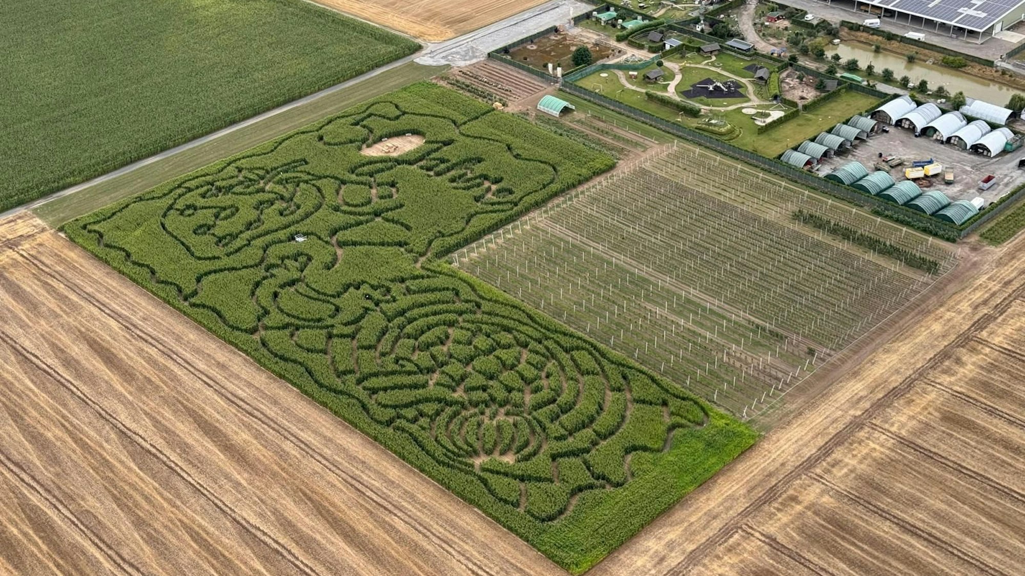 Das Maislabyrinth auf Willis Erlebnishof dreht sich um das 50-jährige Bestehen des Hofes.