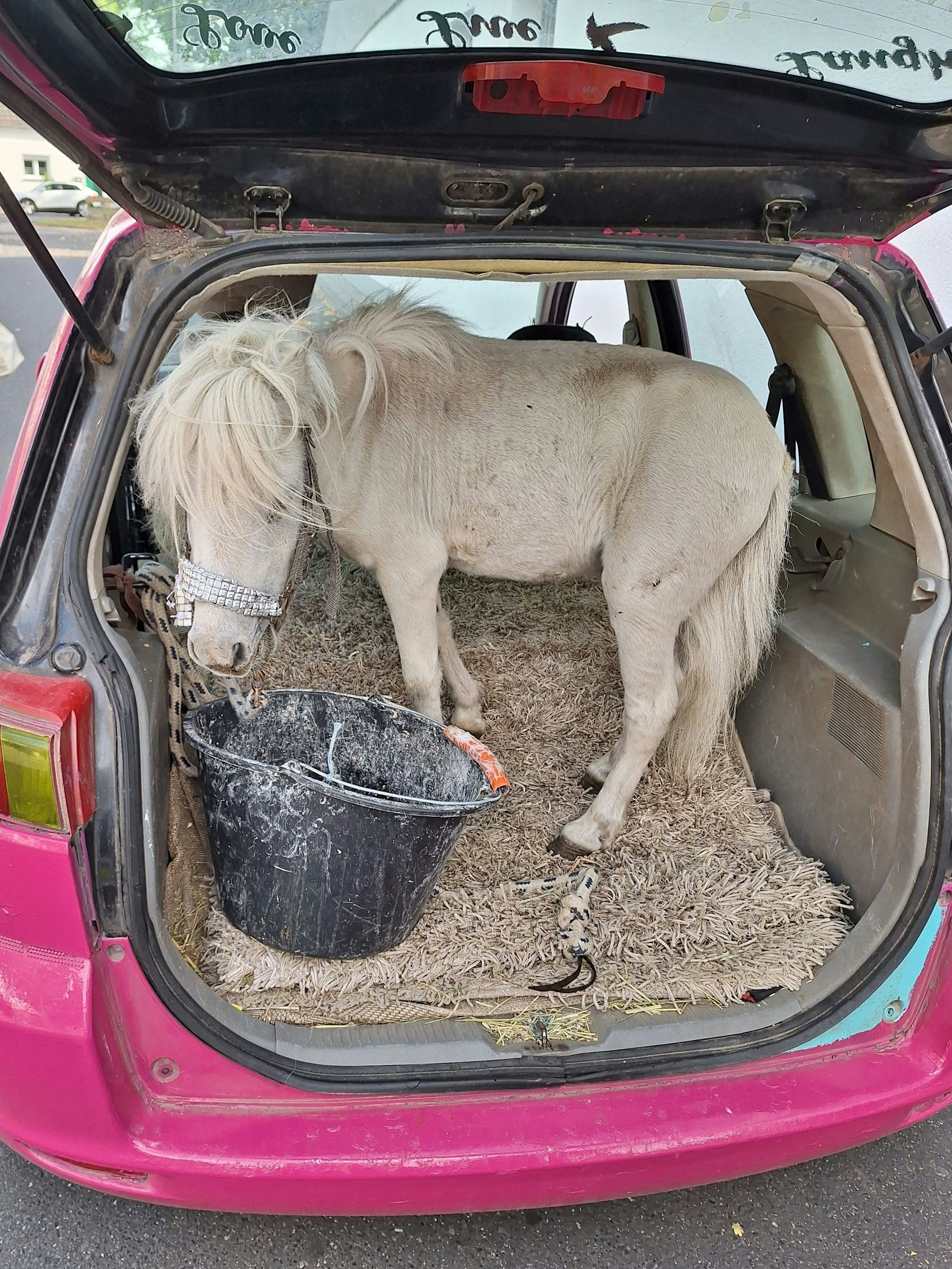 Die Fahrerin zeigte sich uneinsichtig. Sie habe das Tier ausreichend gesichert, behauptete sie. Zudem hatte sie einen Teppich ausgerollt und einen Eimer Proviant bereitgestellt.