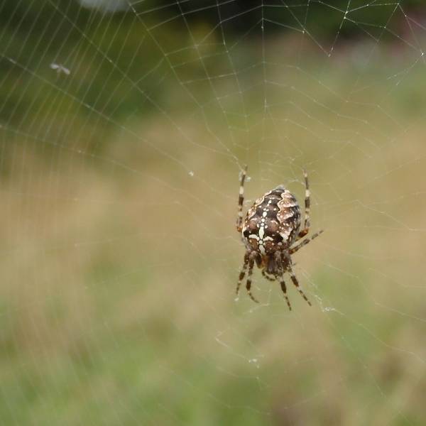 Ein Spinne im Netz.