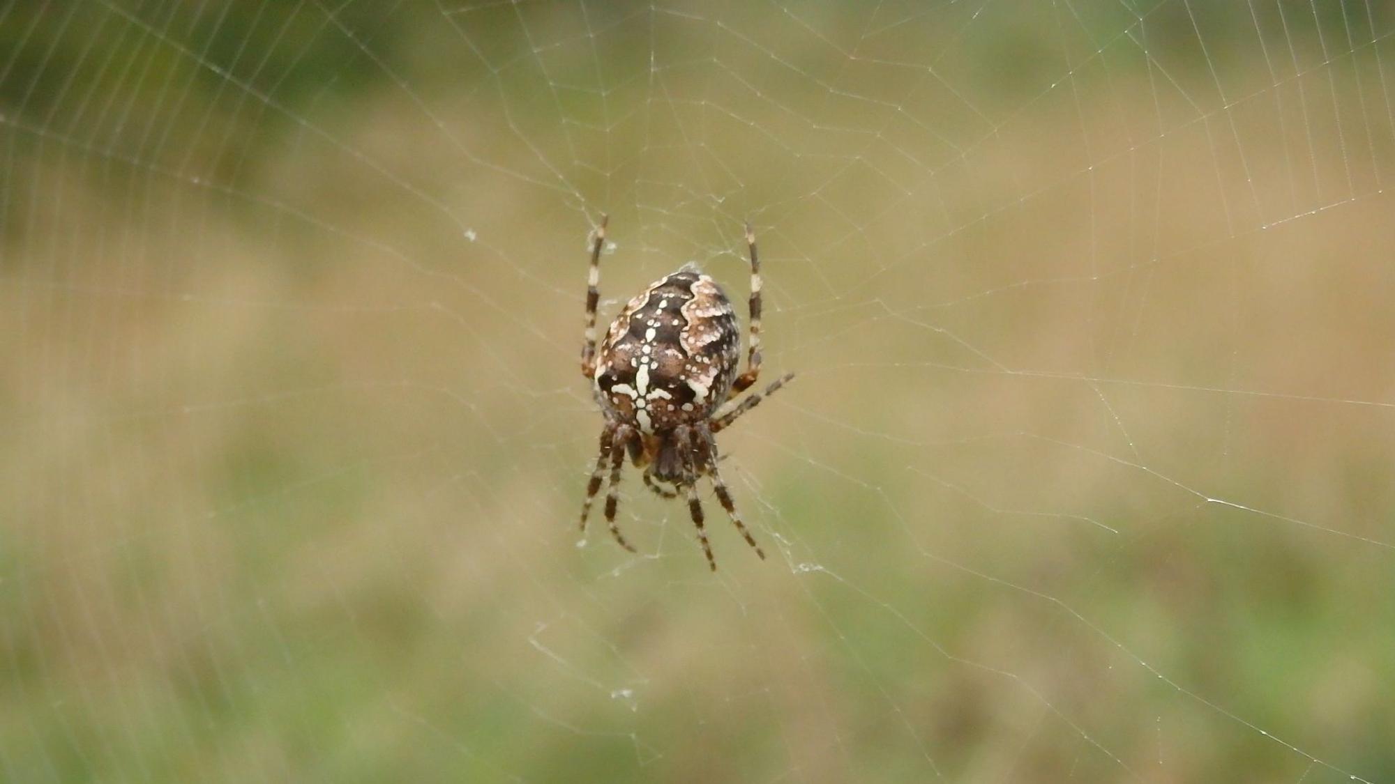 Ein Spinne im Netz.